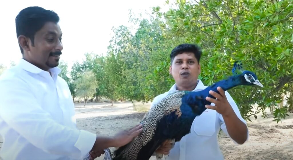 youtuber arrested for making peacock curry