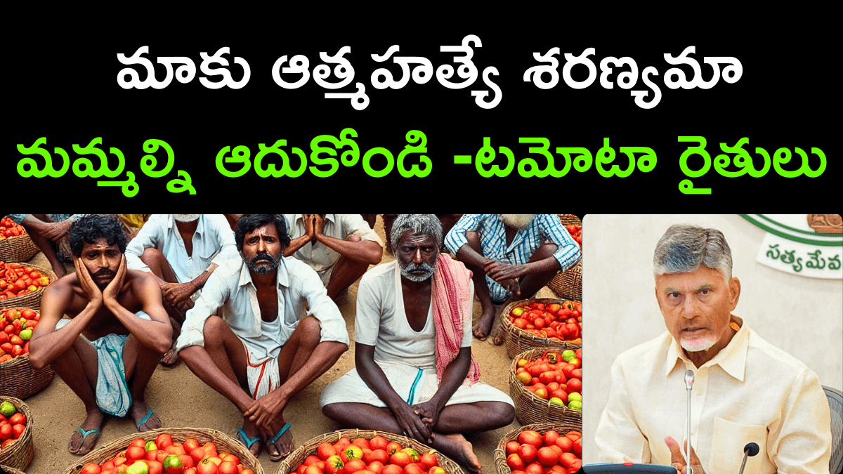 Tomato Prices Crash to 1 Rupee per KG